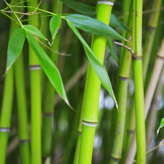 Bamboo Zomer dekbed - 2-persoons (200x200 cm)